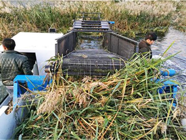 煙臺(tái)蘆葦收割船工作現(xiàn)場(chǎng).jpg