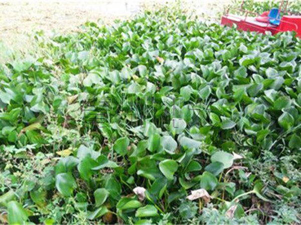 水葫蘆泛濫現(xiàn)場(chǎng)