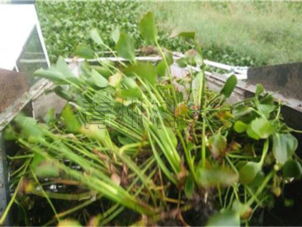 收割上的水葫蘆