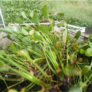 <img src=upfile/images/2018/12/25/small3_15457051378425627.jpg height=150>